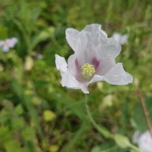Poppy Flower Essence