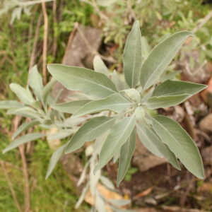 White Sage