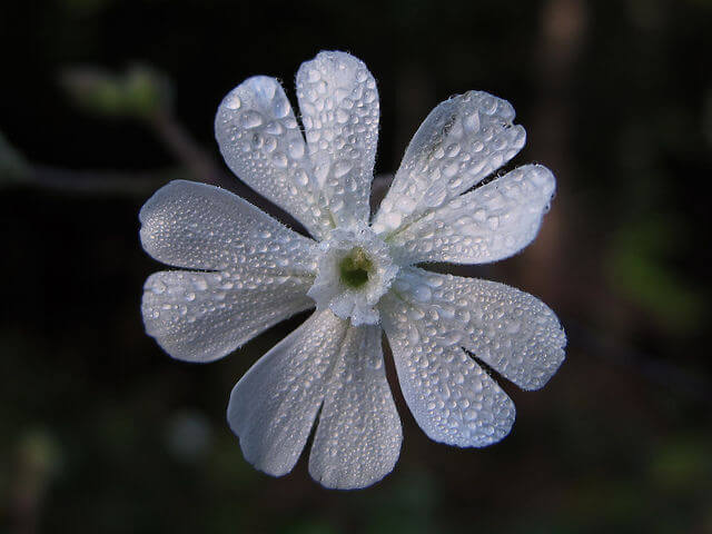 silene capensis