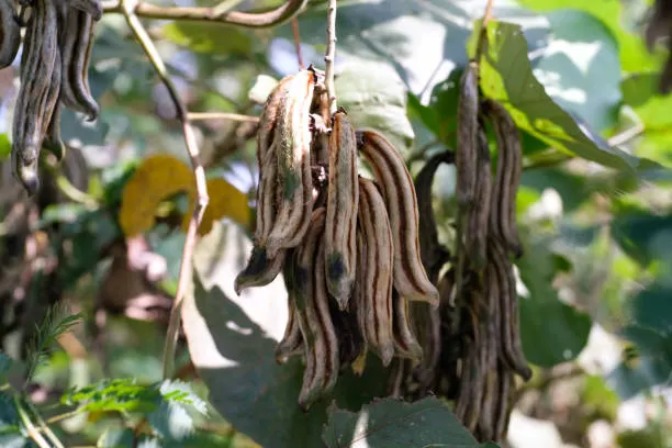 Velvet Bean Mucuna Pruriens