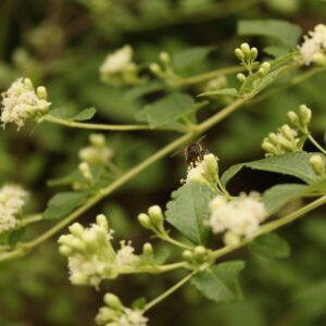 Calea zacatechichi ternifolia Mexican Dream Herb