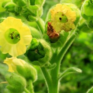 Flower Essence Mapacho