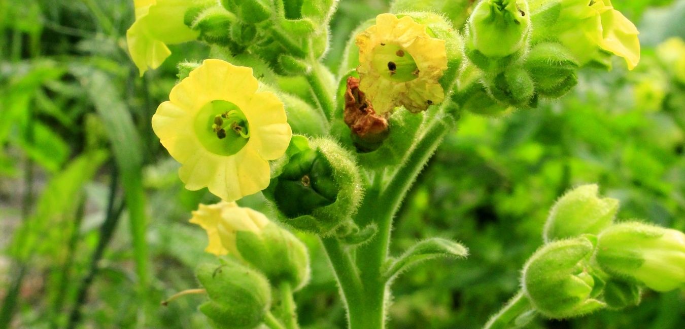 Flower Essence Mapacho