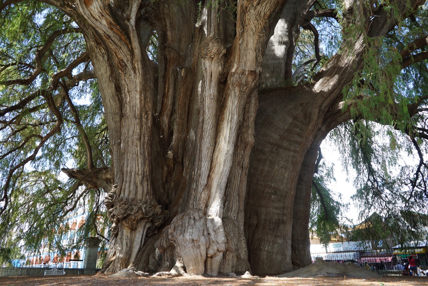 Flower Essence Tule Tree