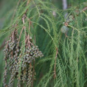 Flower Essence Tule Tree