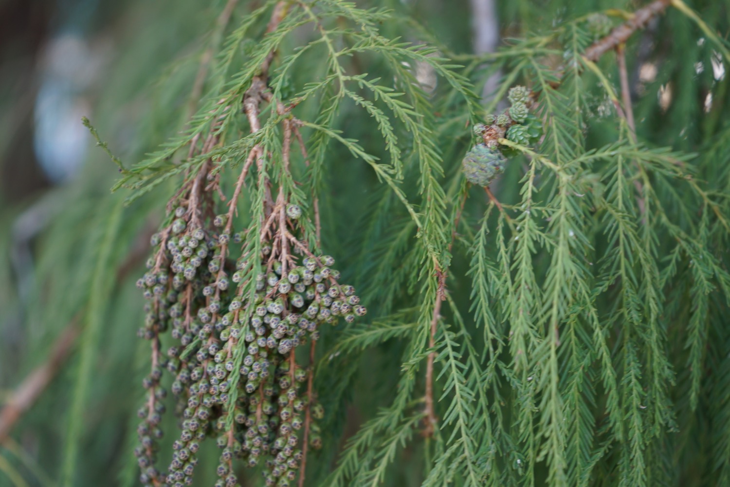 Flower Essence Tule Tree