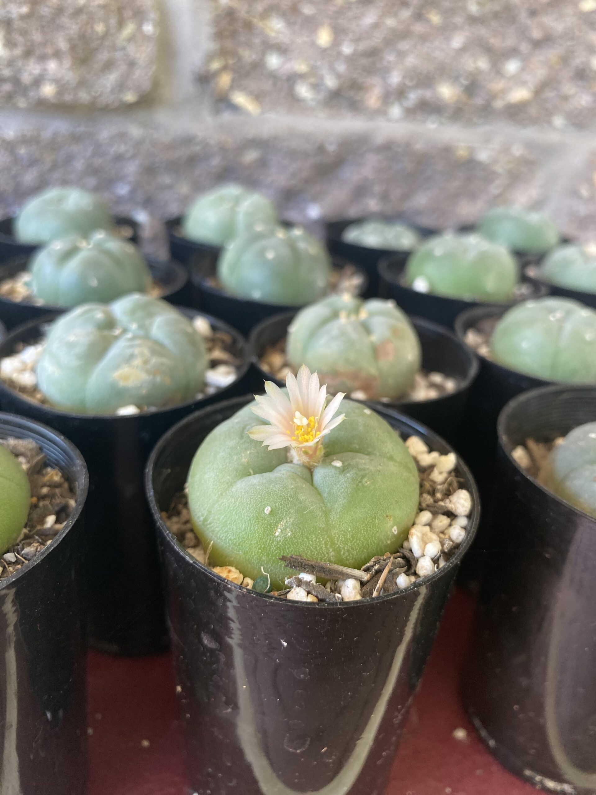 Peyote