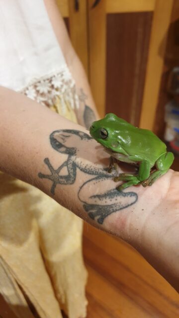 Frog energy all around
- The greatest leap of faith is into a new unknown form, letting go of your identify and shifting into someone new. Essentially a stranger, but this stranger will feel familiar and warm and part of your birth rite.

Thing is, if you don't leap, the longer you wait, the harder it is to let go. And we all have to let go. So either practice your jumping now, let a life crisis push you unwillingly, or fall from your legs giving way - in all scenarios part of you has to die, and you have to jump.

info@entheobotanica.com if you'd like to explore