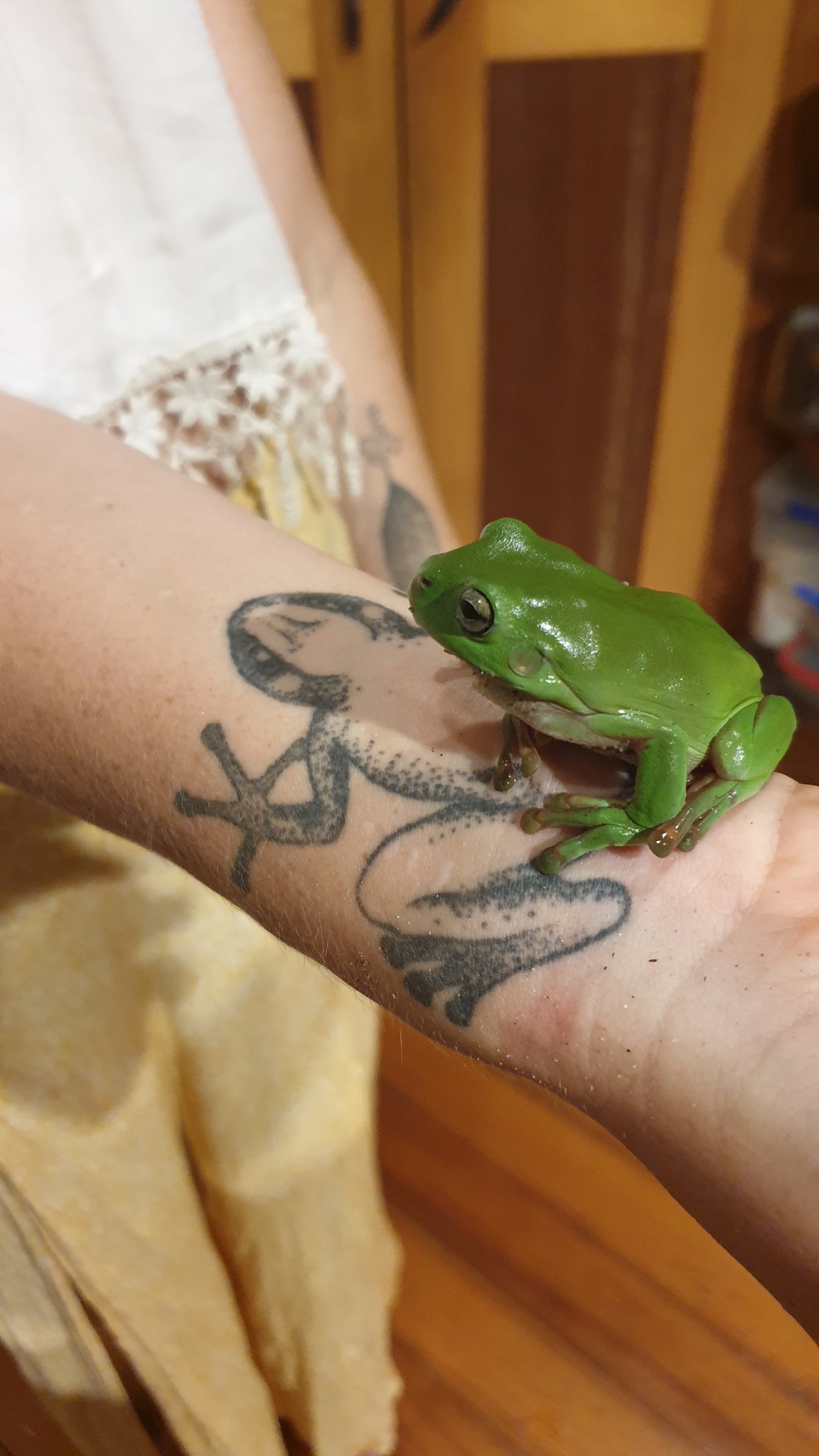 Frog energy all around
- The greatest leap of faith is into a new unknown form, letting go of your identify and shifting into someone new. Essentially a stranger, but this stranger will feel familiar and warm and part of your birth rite.

Thing is, if you don't leap, the longer you wait, the harder it is to let go. And we all have to let go. So either practice your jumping now, let a life crisis push you unwillingly, or fall from your legs giving way - in all scenarios part of you has to die, and you have to jump.

info@entheobotanica.com if you'd like to explore