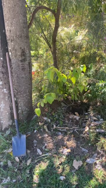 Ayawaska maderecita shumu di di di di di #entheobotanica #ayahuasca #rebelherbal #plantmedicine #entheogen