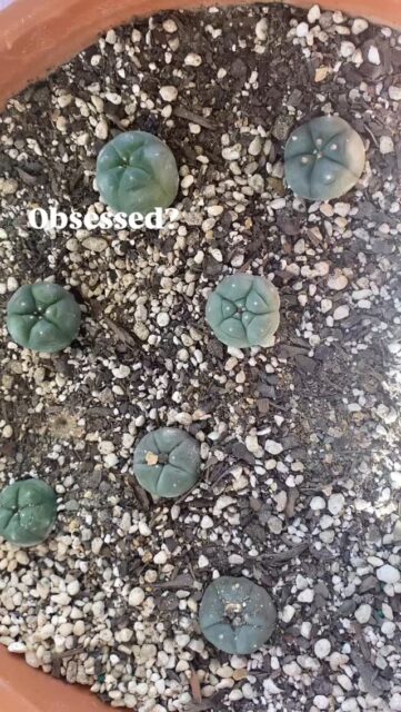 #Peyote #entheobotanica #plantmedicine
