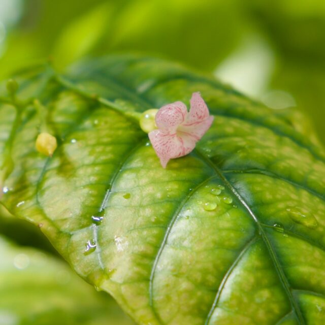 Can't wait to see what the fruits look like!
#elliptica #iboga #eboka #entheobotainca