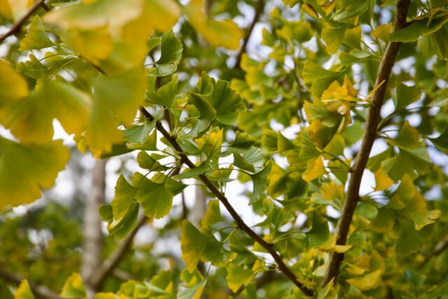 The Ginkgo leaves are falling.

As the fire of the sun moves further away, the fire in our bellies must increase. The world is inviting in more internal warmth through blood circulation & digestion to ensure we stay toasty, clear, warm hearted, healthy and kind over the contractive time of winter that is phasing in.

I love how foraging invites in deep listening to the bounty of the land. I love how foraging reminds us that 'WHEN IT'S ON IT'S ON!' - To stop and enjoy the moment right now that is overflowing with abundance, but only available briefly in this way. Life is inherently abundant briefly, then all fields must go fallow for recovery.

Thank you to Gumbaynggirr country for sharing your cultivated and cared for Ginkgo medicine for our Winter teas.

#ginkgo #wildforaged #herbalmedicine #entheobotanica #rebelherbal