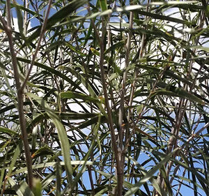 Acacia acuminata Seed Raspberry Jam Tree