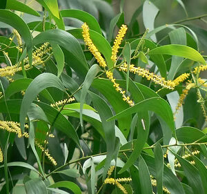 Acacia auriculiformis Seed
