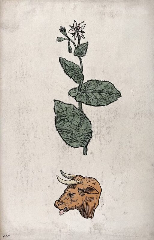 Borage as a Plant Teacher