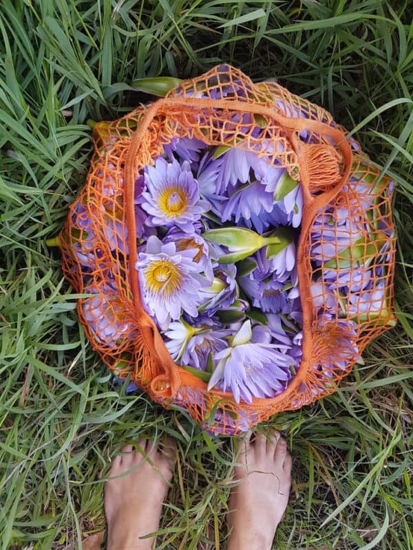 The Water Nympth to cleanse hearts