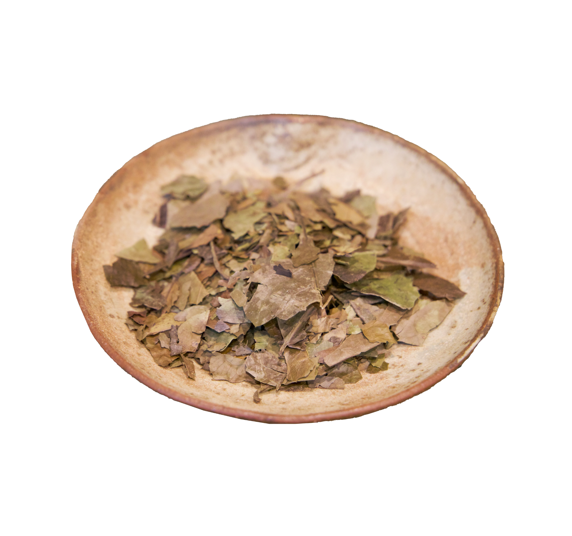 Guayusa Leaf || Ilex guayusa - Image 2