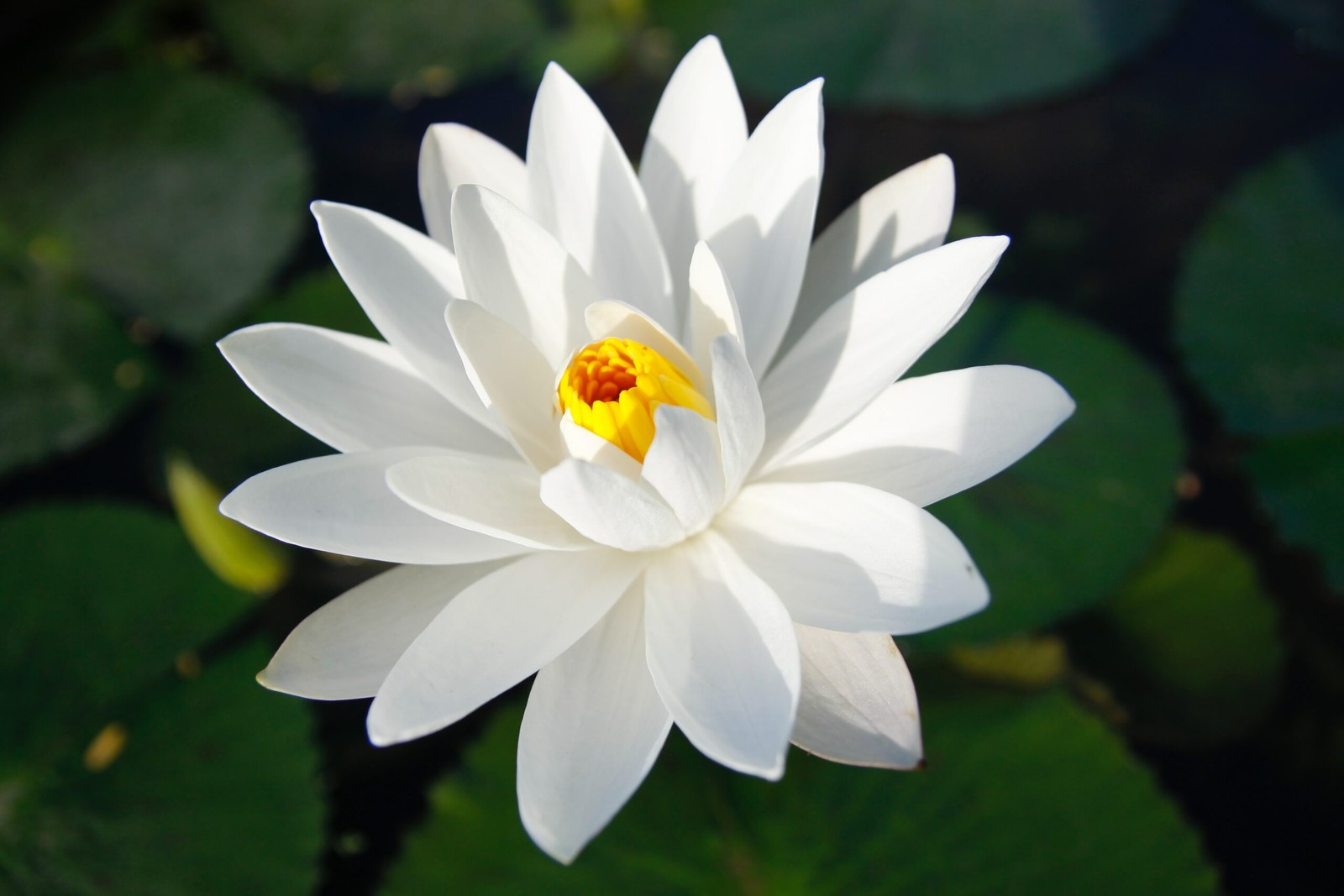 White water lily