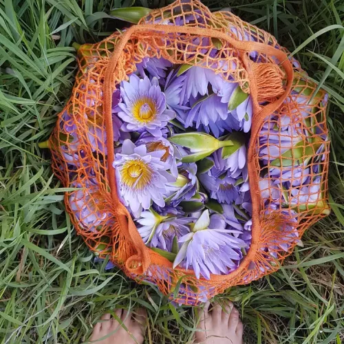 The Water Nympth to cleanse hearts