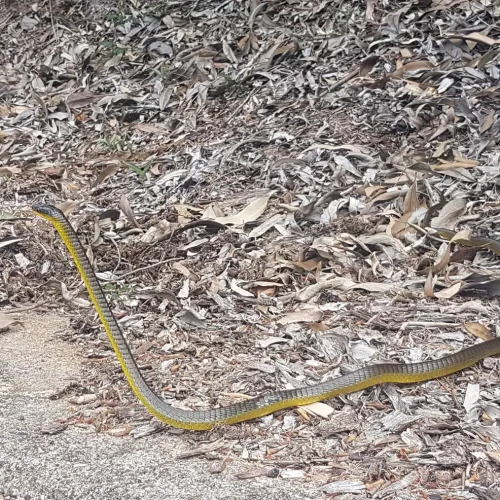 The Water Nympth to cleanse hearts