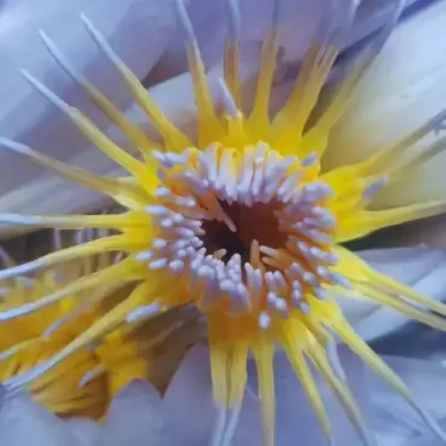 The Water Nympth to cleanse hearts