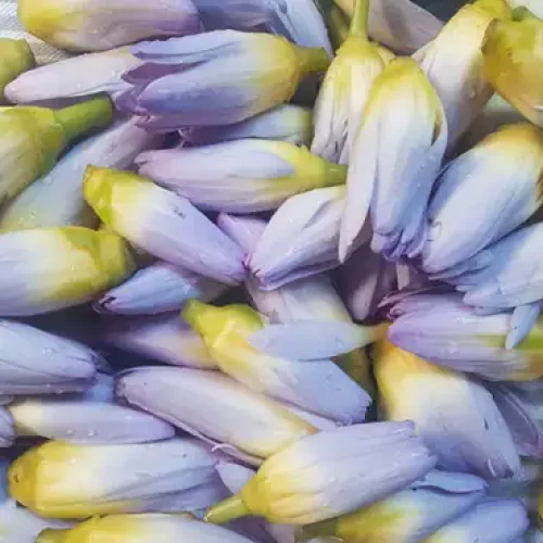 The Water Nympth to cleanse hearts